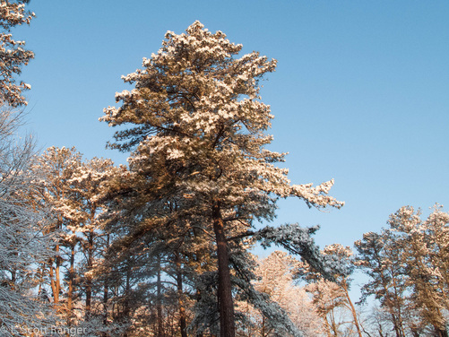 Pinus taeda, loblolly pine - Scott Ranger's Nature Notes